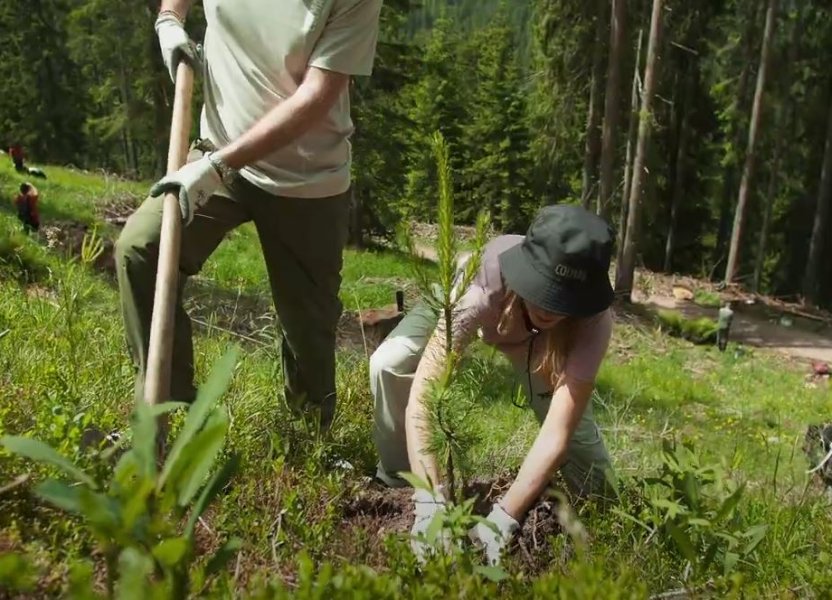 riforestazione